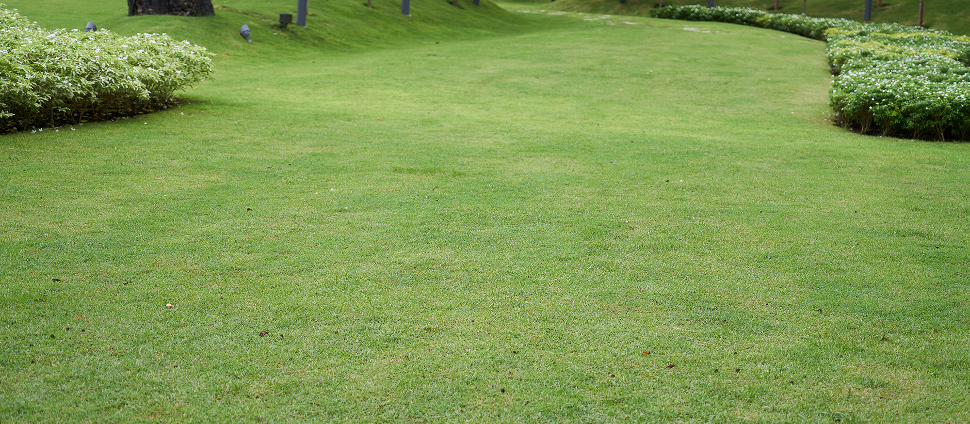 Aeration & Overseeding